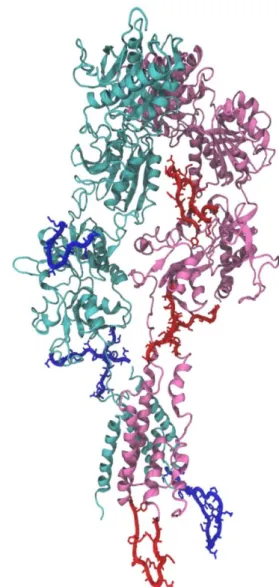 Figure 10: Dimeric structure. NR 1  (pink), extra loops 