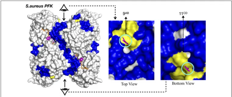FIGURE 4 | Alternative allosteric regions proposed in S. aureus and PFK indicated by circled consensus sites