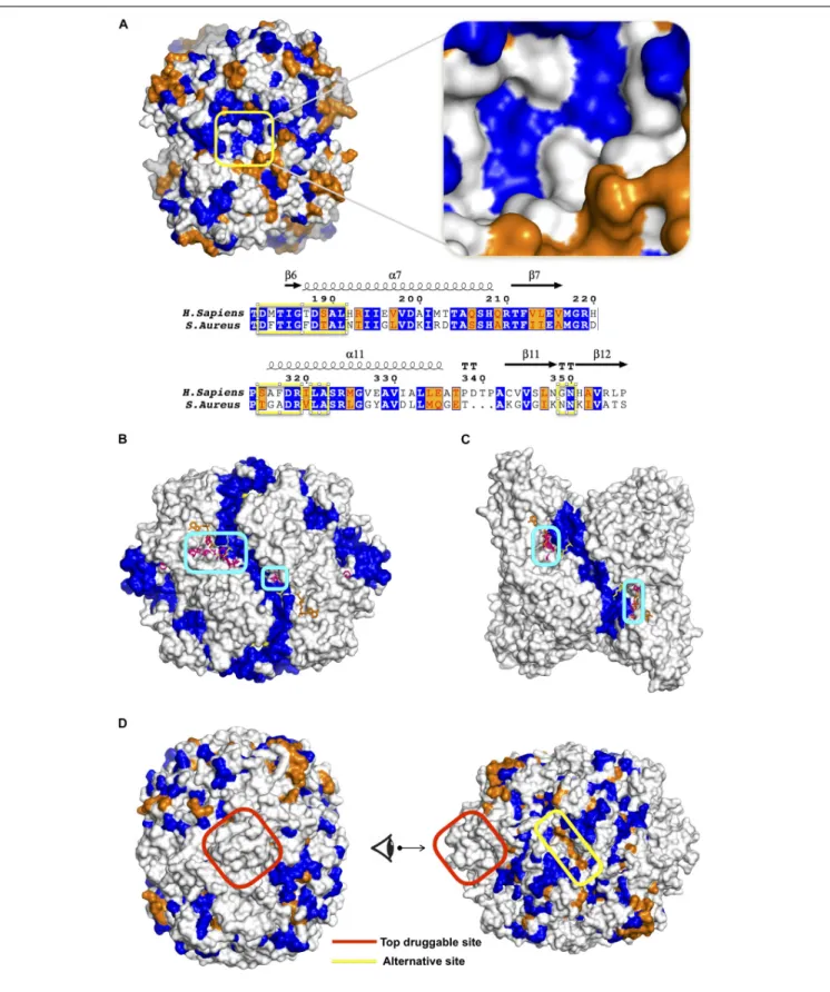 FIGURE 5 | (A) Sequence similarity between human and S. aureus PFK illustrated on a snapshot and a sequence alignment with top druggable site encircled in yellow