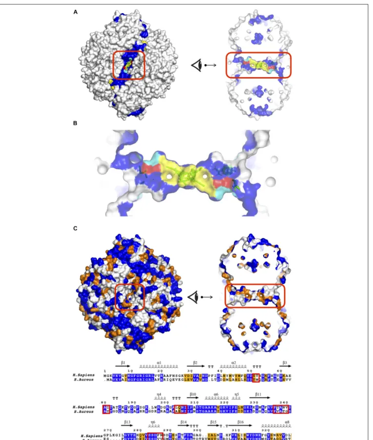 FIGURE 6 | (A) Tunnel like region as a potential allosteric site in S. aureus GADPH using different perspectives