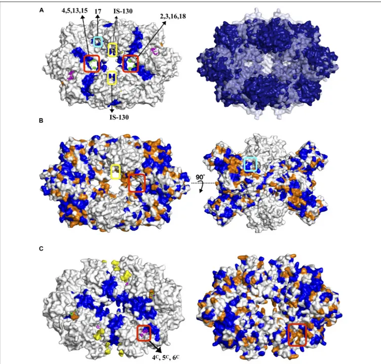 FIGURE 7 | (A) Potential allosteric sites in S. aureus pyruvate kinase along with structural alignment of S