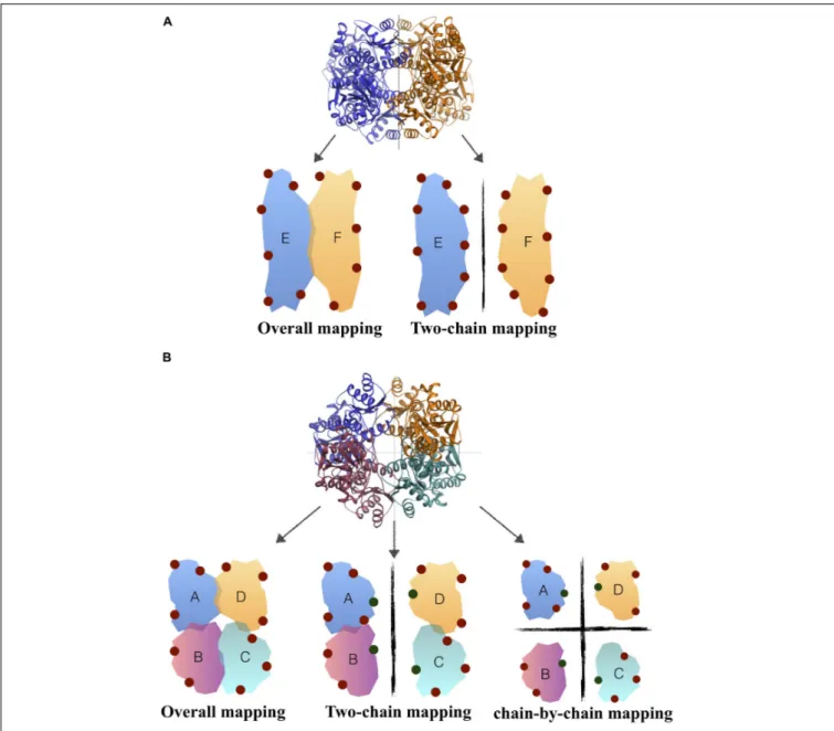 FIGURE 1 | Solvent mapping strategy in (A) H. sapiens PFK, (B) T. brucei/S. aureus PFK where binding sites proposed by FTMap were illustrated with circles.