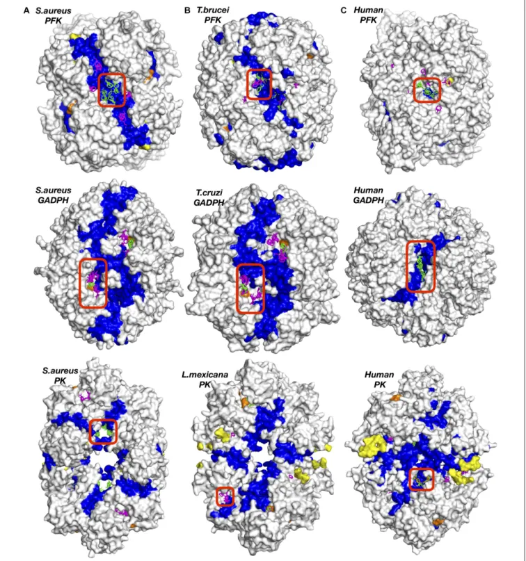 FIGURE 2 | Potential druggable sites proposed for three enzymes of different species, (A) bacteria (S