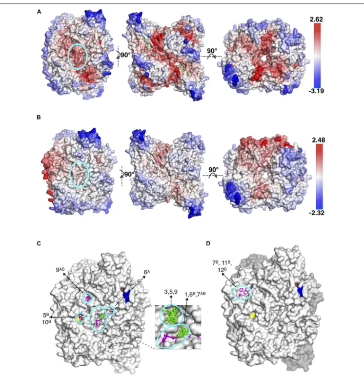 FIGURE 3 | Different views of the same snapshot of human PFK colored based on frequency shift in (A) dimeric (inactive) and (B) tetrameric (active) forms, for which the top druggable site is highlighted with a cyan circle