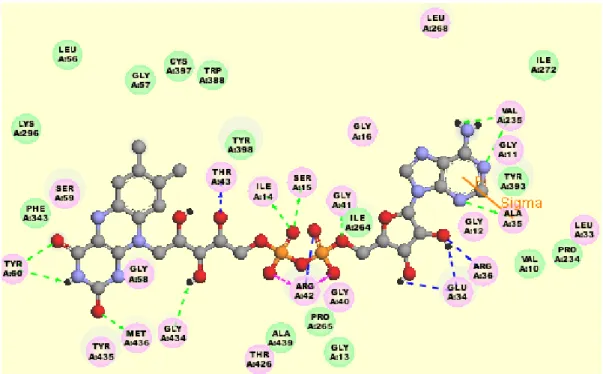 Figure 1.5: 3-D representation of FAD coenzyme and its interactions with MAO-B.  Purple residue balls represent electrostatic interactions; green residue balls represent 