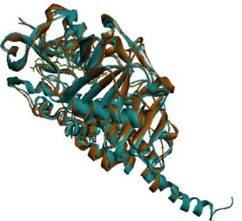 Figure 1.6: Superimpose of MAO isoenzymes. Blue structure represents MAO-A and  orange structure represents MAO-B enzyme