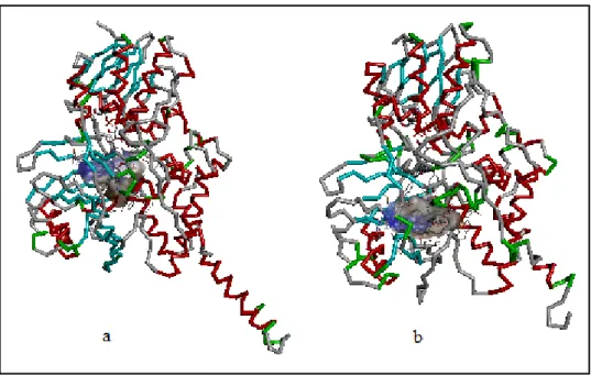 Figure 1.7: Hydrophobic binding sites. a) MAO-A , b) MAO-B enzymes. Blue  surface represents lower and brown surface represents higher hydrophobicity