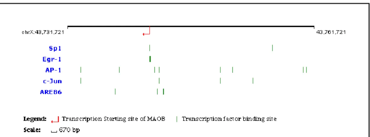 Figure  2.7  displays  the  most  relevant  transcription  factor  binding  sites  in  this  gene  promoter [62]