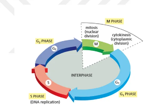 Figure 1.1 The Cell Cycle (Alberts et al., 2013)