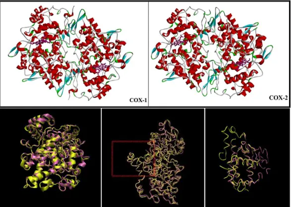 Figure 1. 2: 3-D view of COX-1 and COX-2 retrieved from Accelery‘s Discovery Studio 3.1and 
