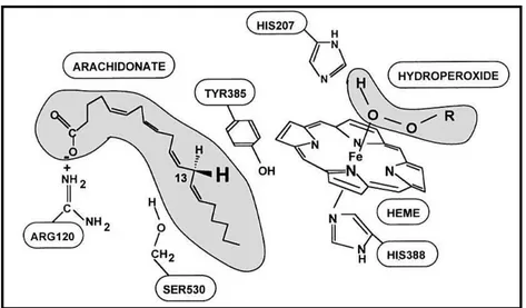 Figure 1. 6:Interacting residue of COX and HOX adapted from Smith et al 28 . 