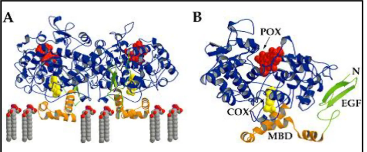 Figure 1. 7:A)General view of COX-enzyme, B)Binding site of COX enzymes pointed with arrow as 