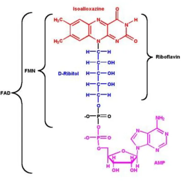 Figure 1.3 FAD’s molecular structure 10