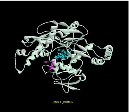 Figure 4Original three-dimensional view of the iNOS enzyme has been minimized.  (Single domain) 