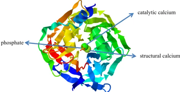 Figure 2.1: Top view of the 6-blade propeller of the structure. At the center from top  to bottom respectively phosphate ion catalytic calcium ion and structural calcium