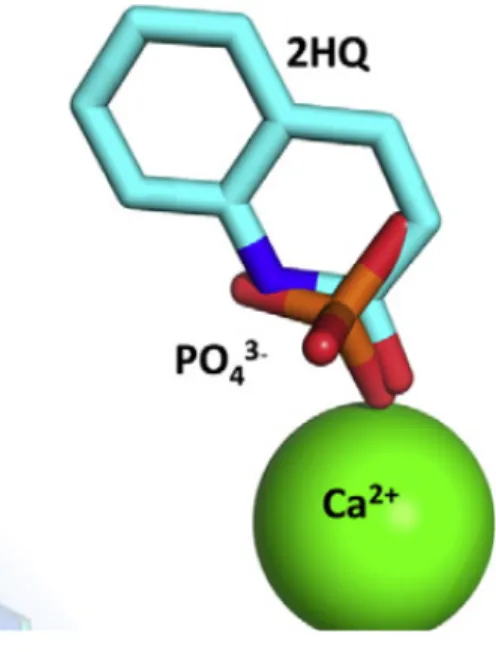 Figure 2.3: 2HQ in the structure with ligand and  phosphate in the apo structure  are  superimposed (15)