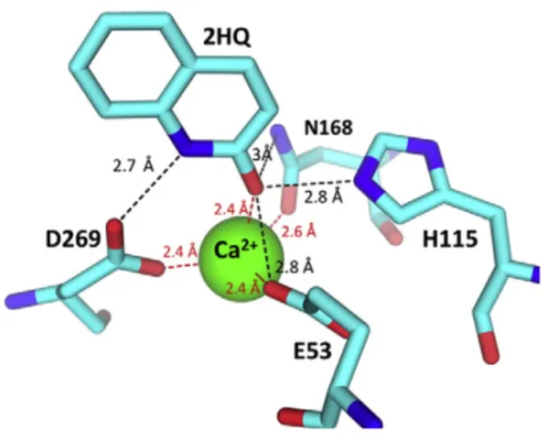 Figure 2.4: Interactions of 2HQ with the active site residues (15) 