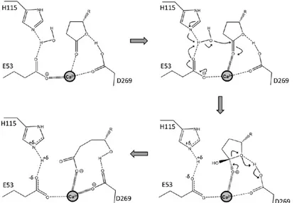 Figure 2.5: Proposed mechanism for the lactone hydrolysis of PON1. 