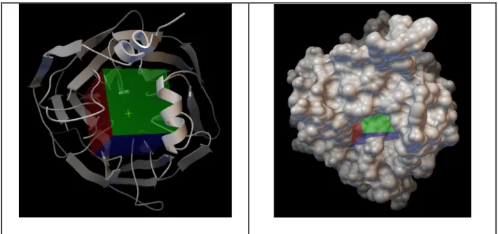 Figure 3.2: The top view of the protein with the cubic grid. On the left ribbon  representation of the protein, on the right molecular surface representation 