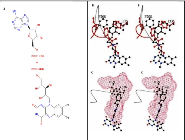 Figure  2.4. (A)  Chemical  structure  of   FAD that  is  located  at the active  side of 