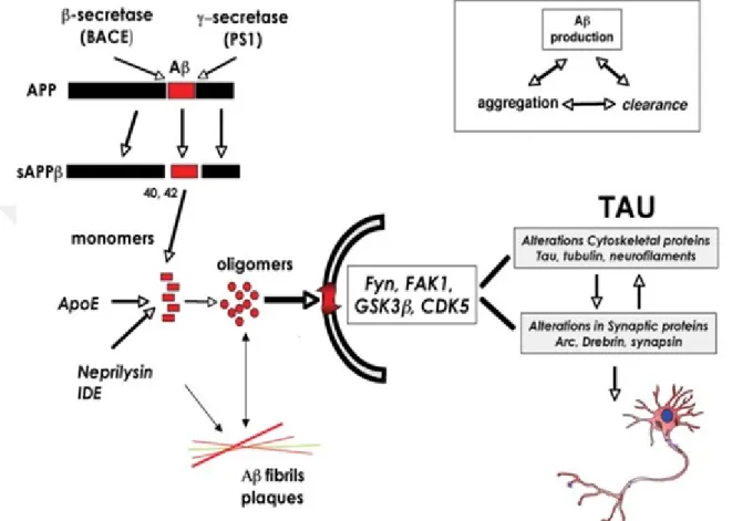 Figure 2.2 APP metabolism, A oligomerization and signaling participation in the mechanisms of synaptic destruction in Alzheimer(Opare Asamoah Botchway and