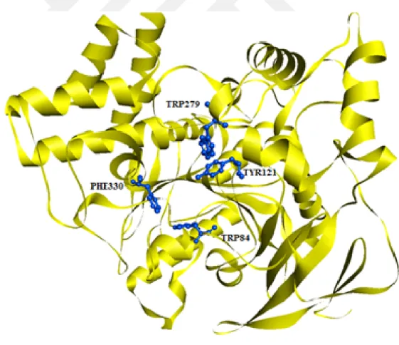 Figure 3.2 Image showing the binding sites in AChE, Using Discovery Studio