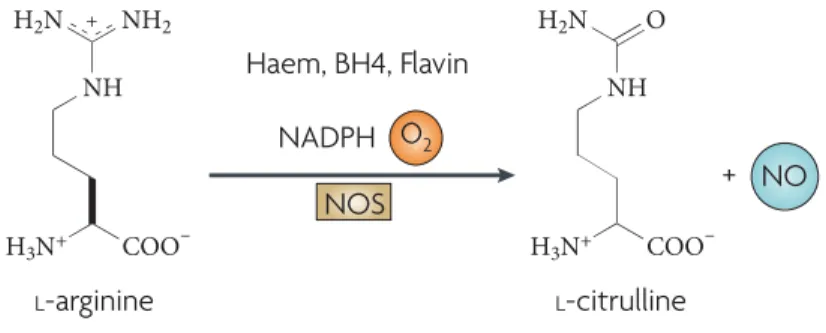 Figure 1 | Chemical Reaction of NO synthesis carried by NOS.  3