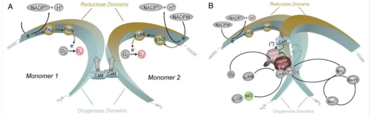 Figure 6 | Mechanism of Nitric Oxide Synthesis (A) Monomers involve in electron transfer  from reduced NAPDH to both FAD and FMN