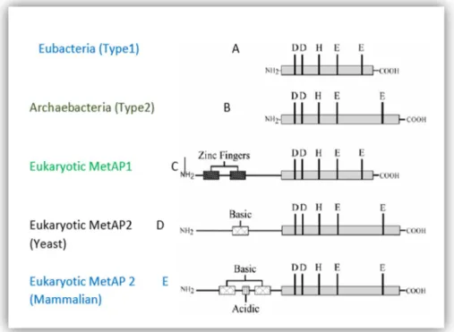 Figure 2. Comparison of MetAPs primary structures. Conserved metal binding amino acids residues within  the C-terminal catalytic domain are shown (DDHEE) [18]