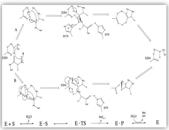 Figure  3.  Reaction  mechanism  of  Methionine  Aminopeptidase  in  E.  coli.  In  scheme  A,    a  tetrahedral  intermediate  is  being  stabilized  by  Glu204  and  a  metal  center,  while  in  scheme  B  a  tetrahedral  intermediate is being stabilize