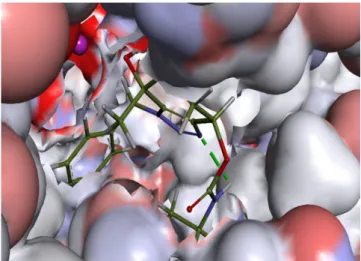 Figure 5: Shows the 3D structure of the native ligand Spiroepoxytriazole binds into the active site of the  receptor (MetAP2)