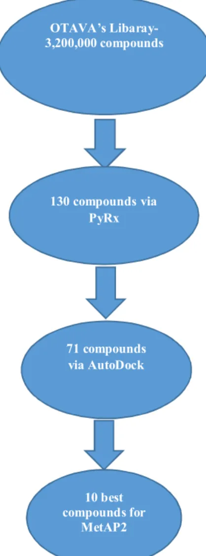 Figure 9: Shows a summary of the selection process. OTAVA’s Libaray-3,200,000 compounds 130 compoundsvia PyRx71 compounds via AutoDock 10 best compounds for MetAP2 