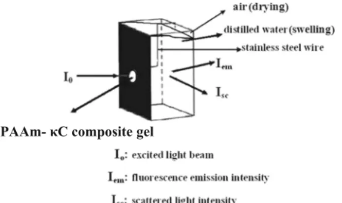 Fig. 1 Position of PAAm –κC composite gels in the fluorescence cell during drying (in air) and swelling (in water)