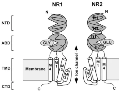 Figure  1.1.  NMDAR  Topology.  Cartoon  diagram  depicts  a  NMDAR  with 