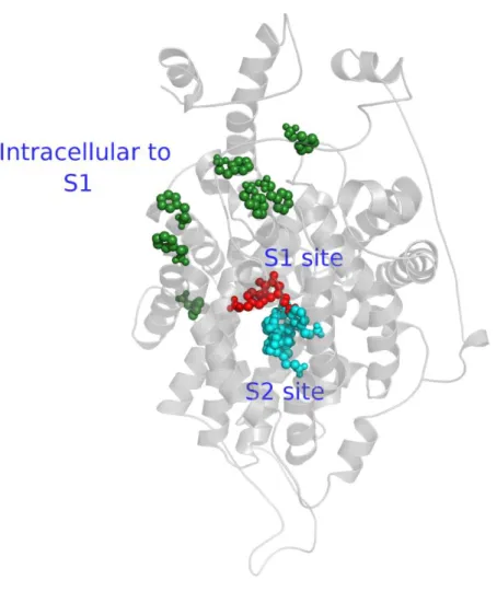 Figure  1.2.  Active  sites  and  translocation  pathway  of  dopamine  in  DAT  which  are  defined in our study