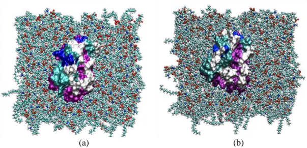 Figure  3.2.  Achieving  a  good  packing  of  lipids  around  the  protein,  (a)  before  the  third preparation stage, here can be seen the gaps in the membrane- protein interface,  (b) an equilibrated system