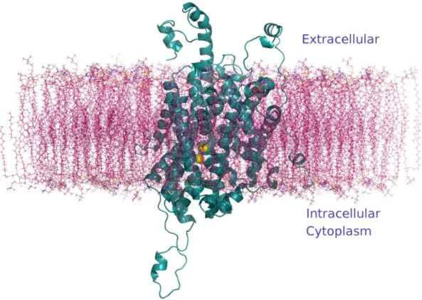 Figure  3.3.2.  The  human  DAT  model  in  the  cell  membrane  represented  as  a  cyan  cartoon and two  