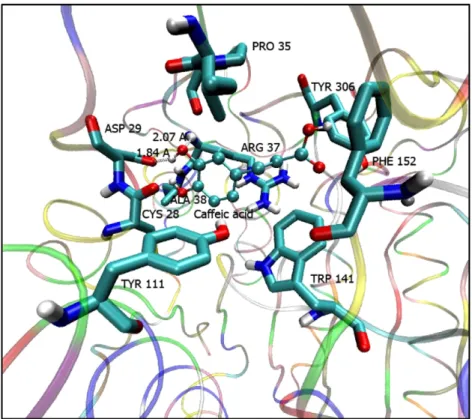 Figure 8. The binding mode of caffeic acid in the active site of HDAC8.