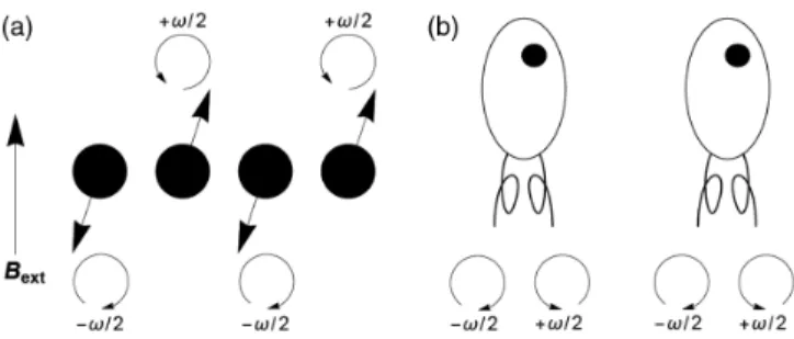 FIG. 2. Schematic representation of (a) the precession frequen- frequen-cies of dipoles that are dominantly aligned and antialigned with an applied magnetic field B ext and (b) the Chlamydomonas cells
