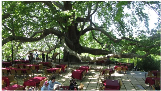 Figure 2 - Çınar Ağacı in Bursa 