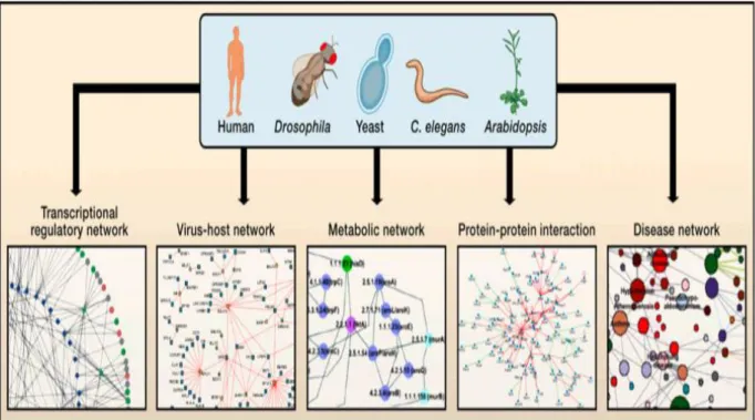 Figure 2: Biological Network 
