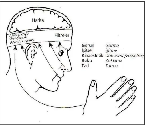 Şekil 1. 1. NLP Algı süreci 