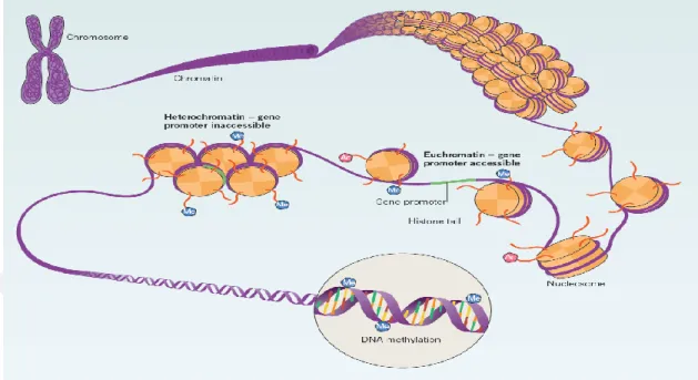Figure 2.1: modification of histone and DNA (Müller-knapp and Brown, 2014) 