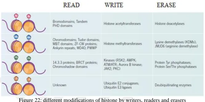 Figure 22: different modifications of histone by writers, readers and erasers  proteins(Müller-knapp and Brown, 2014) 