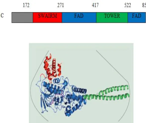 Figure 2.6: The 3D structure of LSD. It composed of FAD domain (blue) which is strongly  interacted with  SWIRM  (red) shaping the spherical  core