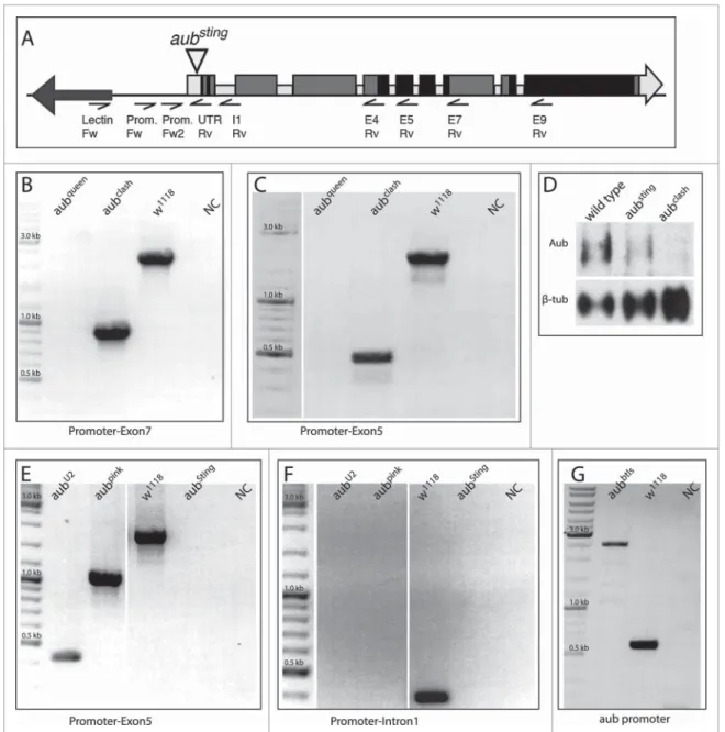 Figure 2. Analytical PCR for aub mutants. (A) Map of the primers used to characterize the aub mutants