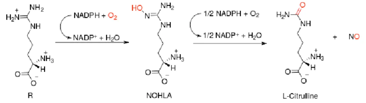 Figure 8 Conversion of L-Arginine to L-citrulline and nitric oxide (NO) catalyzed by the  enzyme nitric oxide synthase