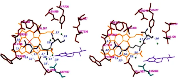 Figure 9: Stereo views of crystal structures of nNOS and eNOS binding to L-Arginine 