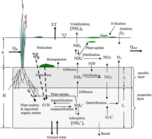 Fig. 2. Phosphorus processes in wetlands: water column, aerobic soil layer, and lower reduced soil layerFig