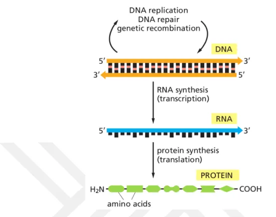 Figure 1.1: Central dogma of biology. DNA replication, transcription and translation (Alberts 2014).